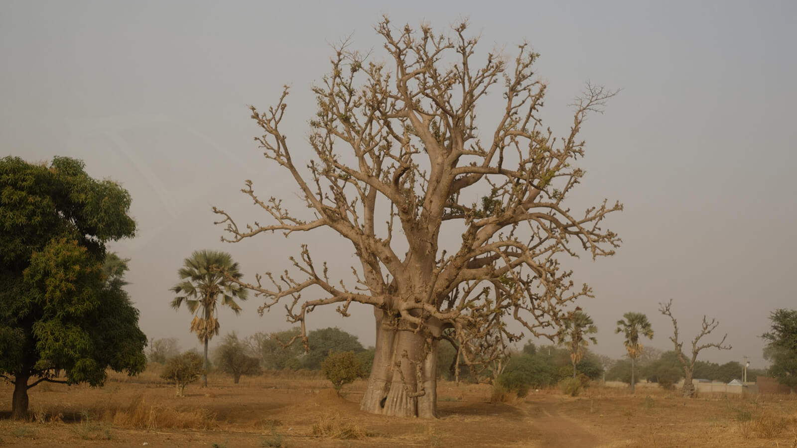 Baobab: What? and Why?